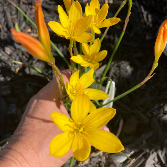 Rain Lilly - Yellow - Bulbs