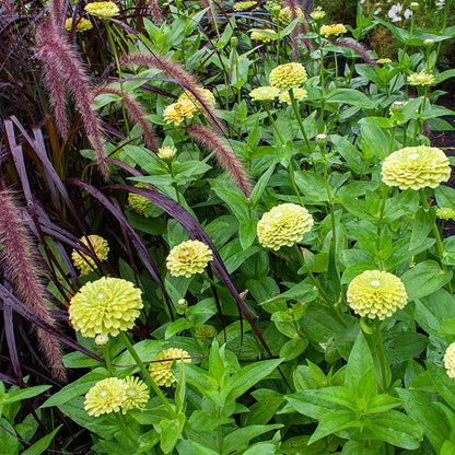 Zinnia (گل زینیا) Elegans Dahlia Green - 30+ Seeds