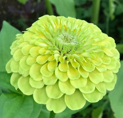 Zinnia (گل زینیا) Elegans Dahlia Green - 30+ Seeds