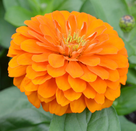 Zinnia Giant - Double Orange - Seeds