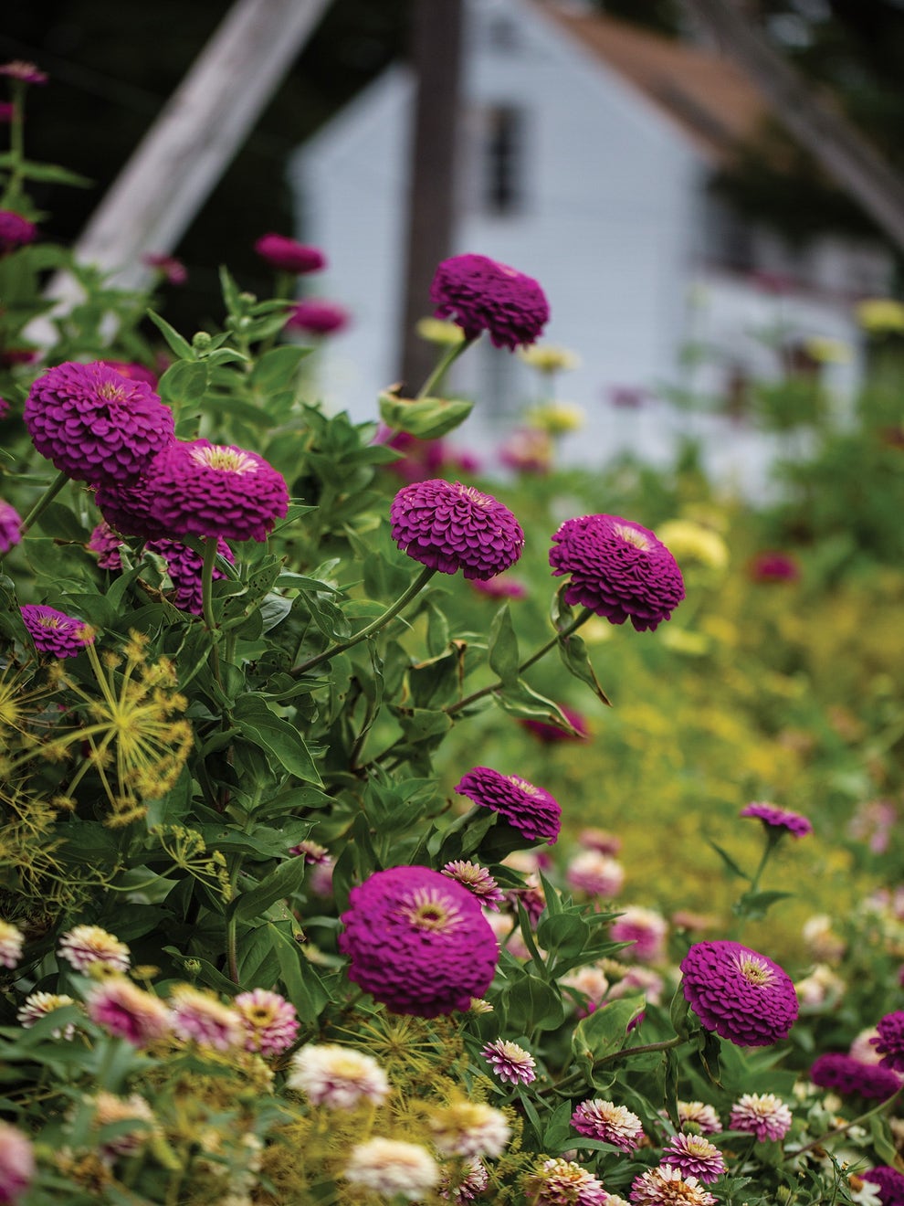 Zinnia (گل زینیا) Giant - Double Purple - Seeds