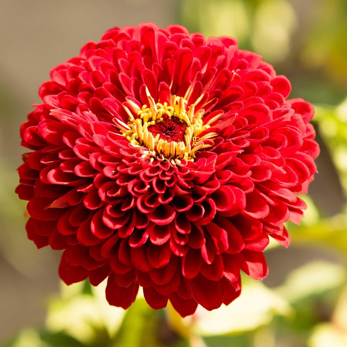 Zinnia Giant - Double Red - Seeds