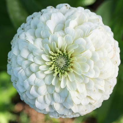 Zinnia (گل زینیا) Giant - Double White - Seeds