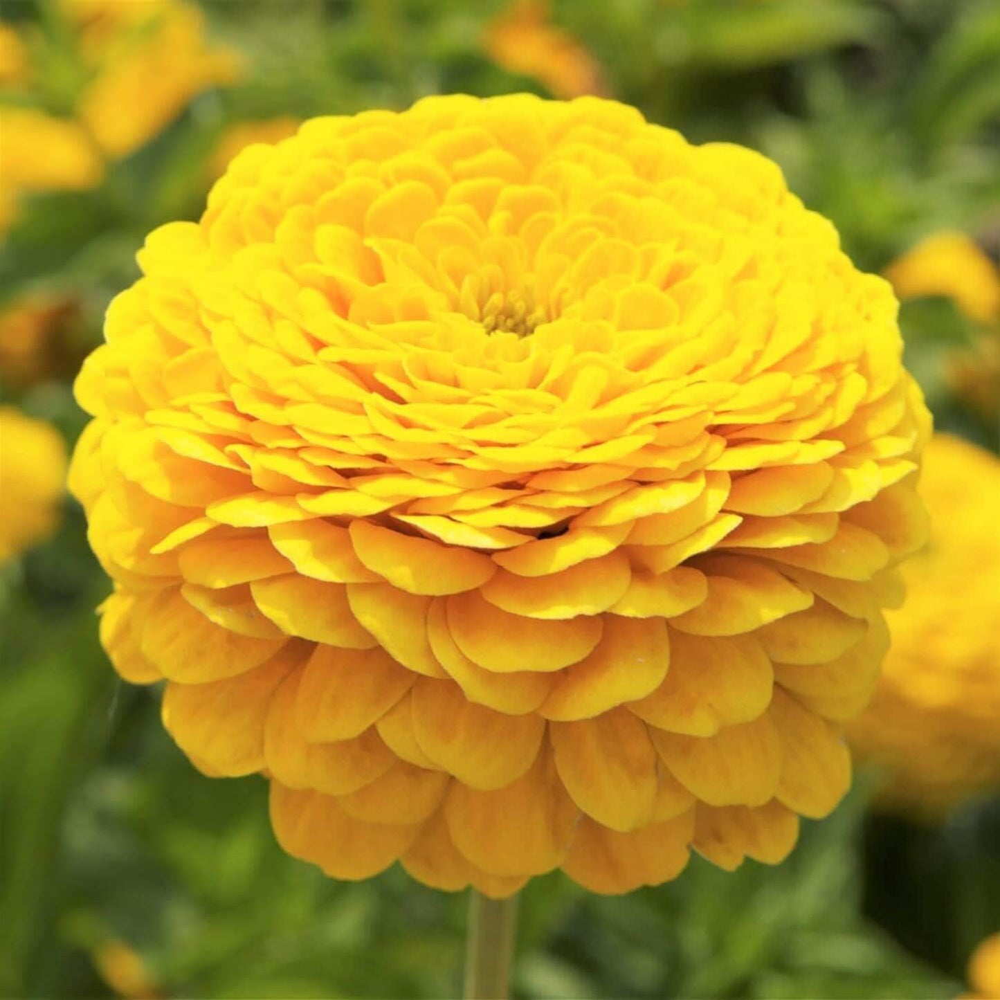 Zinnia Giant - Double Golden - Seeds