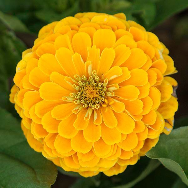 Zinnia Giant - Double Golden - Seeds