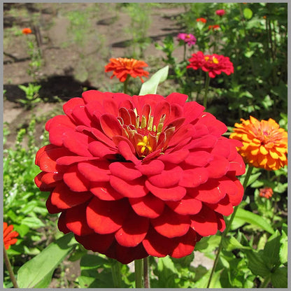 Zinnia Giant - Double Red - Seeds