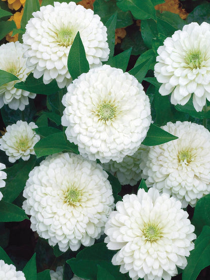 Zinnia (گل زینیا) Giant - Double White - Seeds