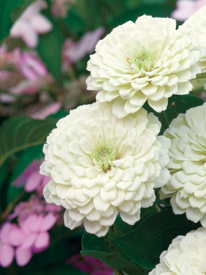 Zinnia (گل زینیا) Giant - Double White - Seeds