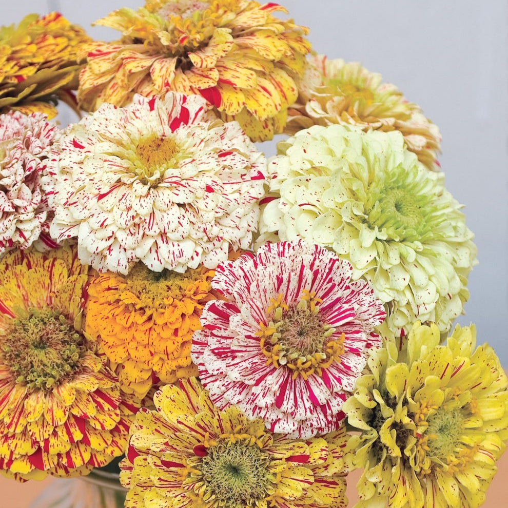 Zinnia (گل زینیا) Candy Stripe Mix - 30+ Seeds