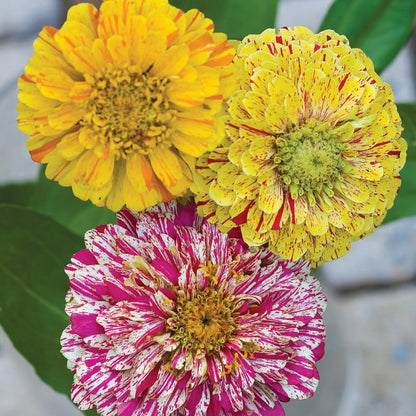 Zinnia (گل زینیا) Candy Stripe Mix - 30+ Seeds