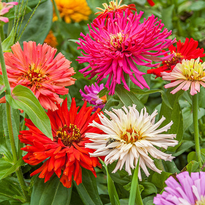 Zinnia (گل زینیا) Elegans - Cactus Mixed - Seeds