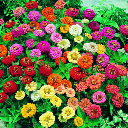 Zinnia elegans - Lillyput Mixed - Seeds