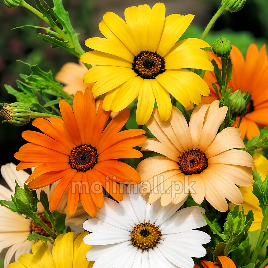 Dimore Daisy Mix – 15 Seeds