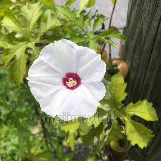 Alamo Vine – 10 Seeds (SUMMER)