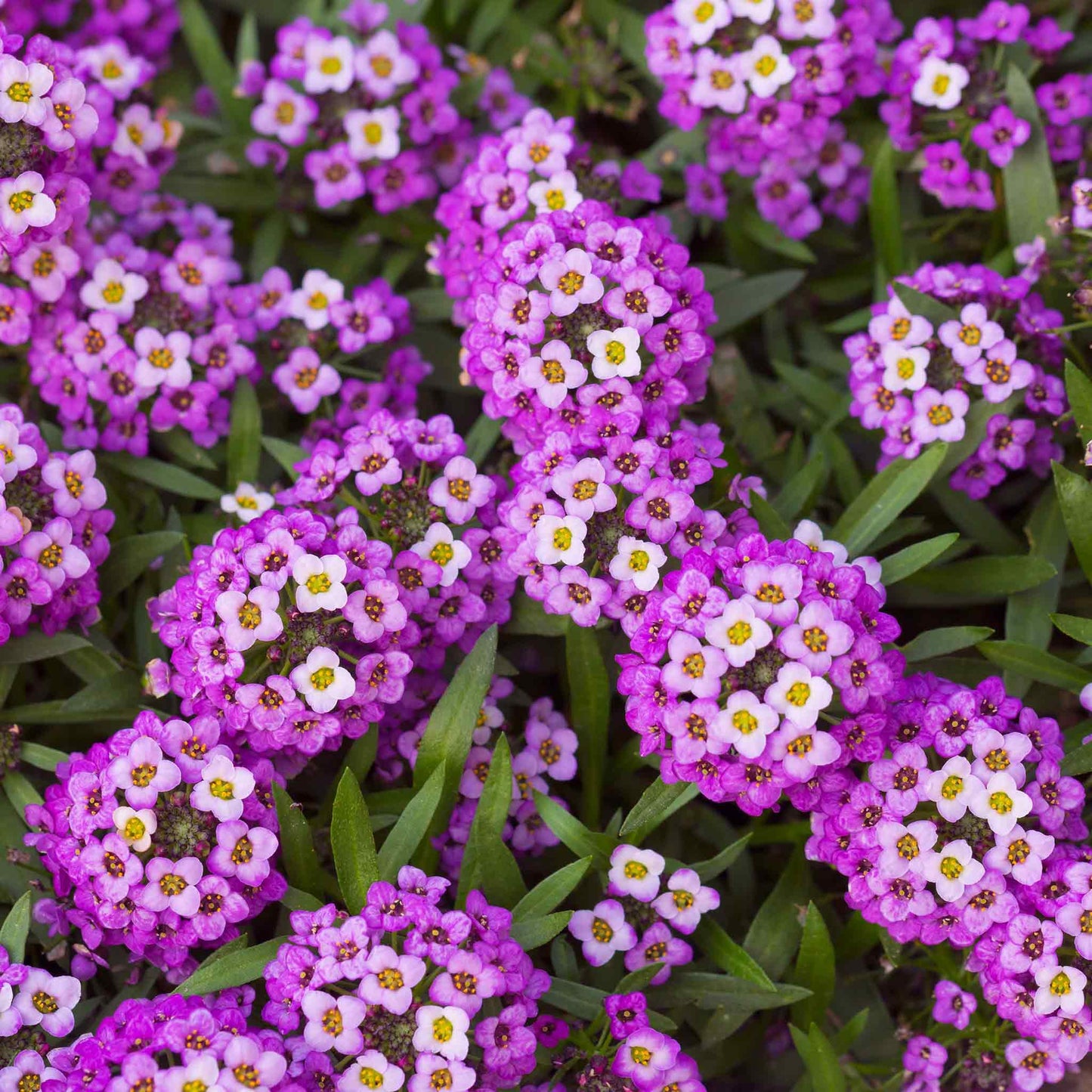 Alyssum Violet (گل بجری) – 150+ Seeds (WINTER)
