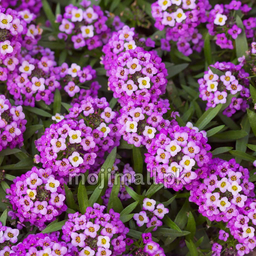 Winter Flower Seeds