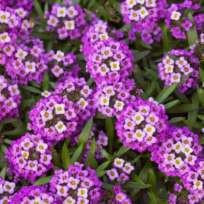 Alyssum Violet (گل بجری) – 150+ Seeds (WINTER)