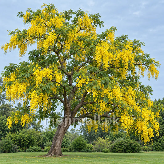 Amaltas (املتاس) – 30+ Tree Seeds