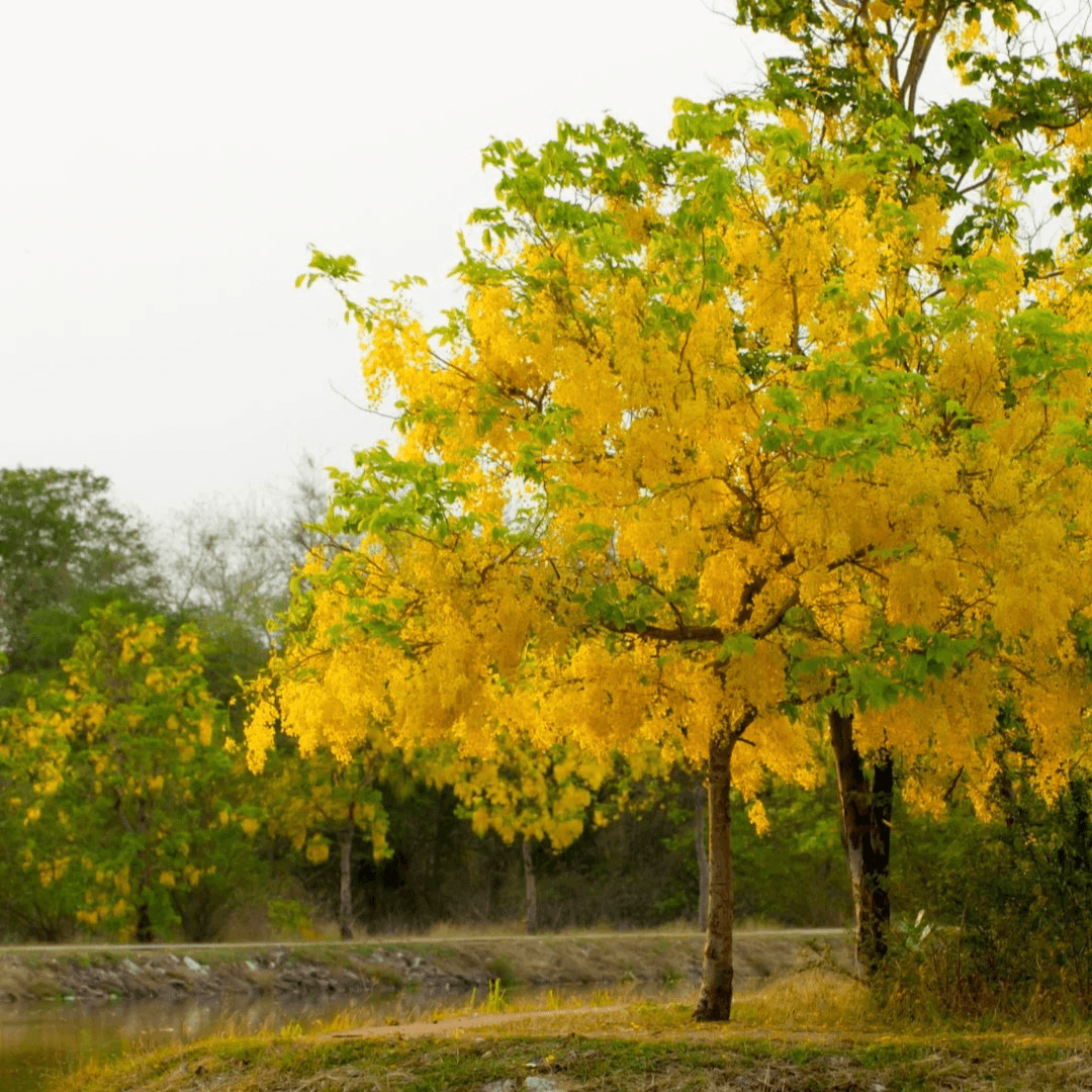 amaltas tree grown in garden from seeds - buy amaltas seeds