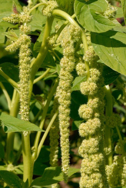 Amaranthus (Viridis) – 150+ Seeds