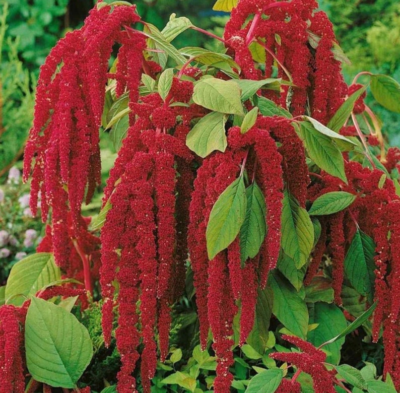 Amaranthus caudatus (Love Lies bleeding) - 300+ Seeds