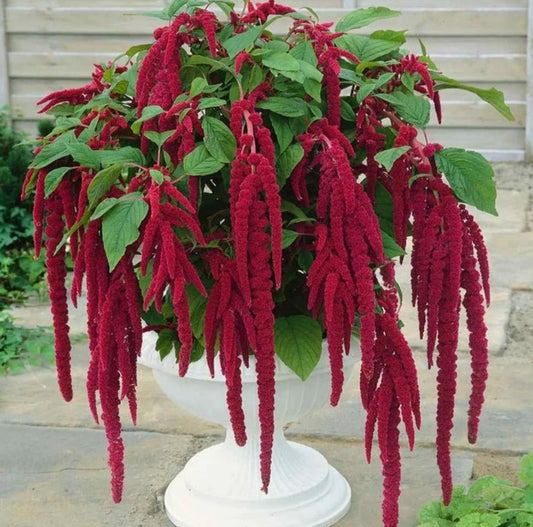 Amaranthus caudatus (Love Lies bleeding) - 300+ Seeds