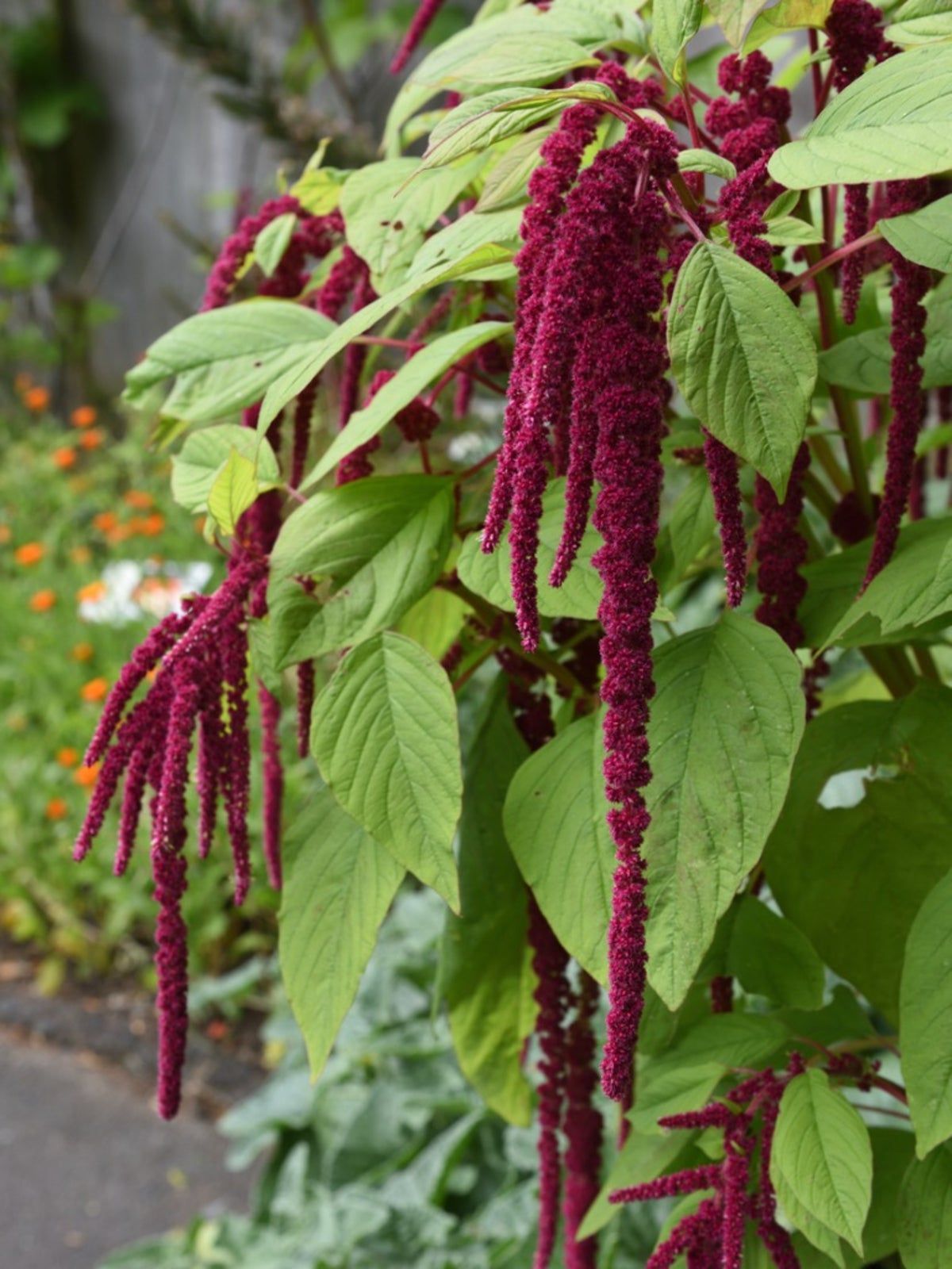 Amaranthus caudatus (Love Lies bleeding) - 300+ Seeds