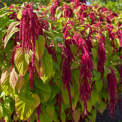 Amaranthus caudatus (Love Lies bleeding) - 300+ Seeds