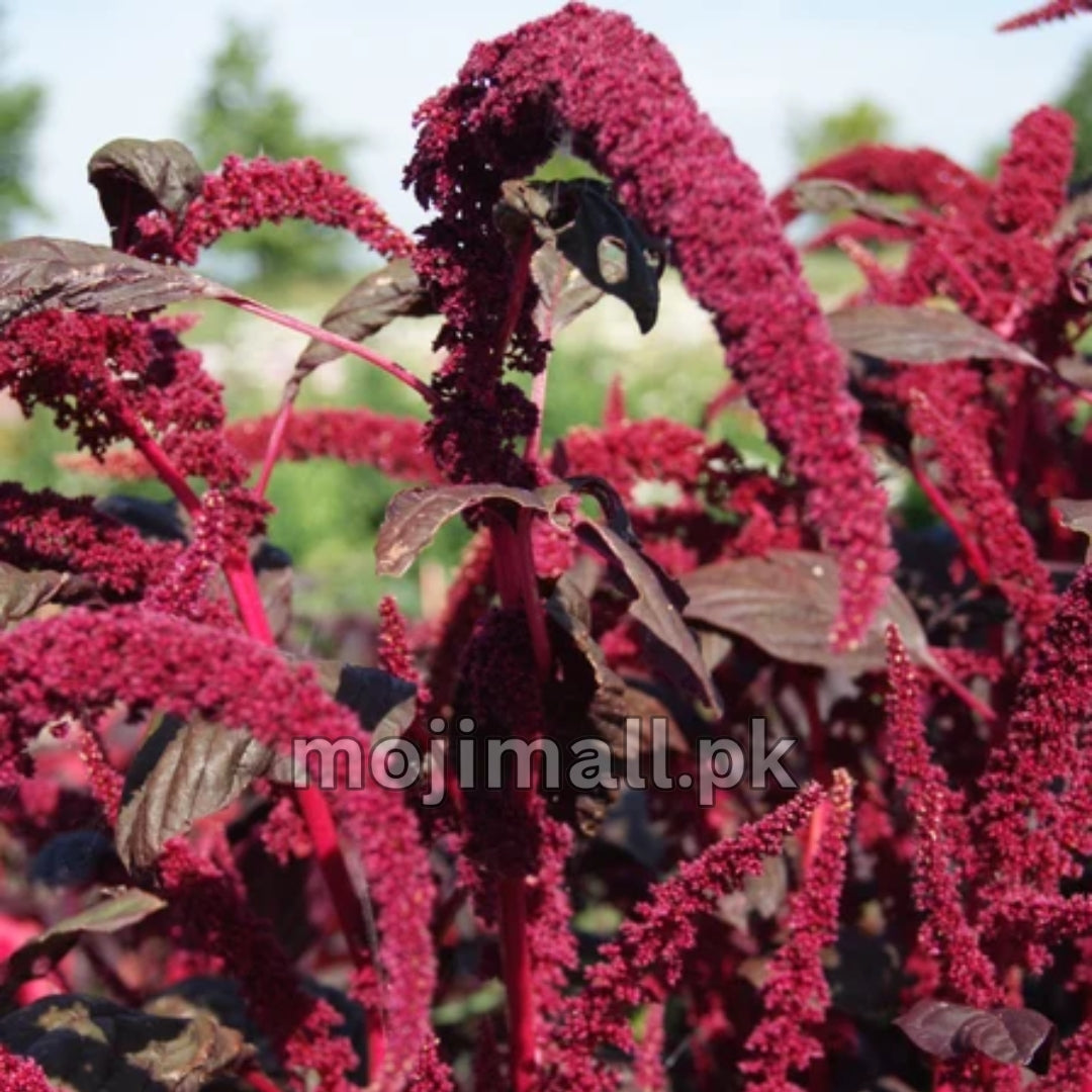 Amaranthus Tricolor – 150+ Seeds (SUMMER)