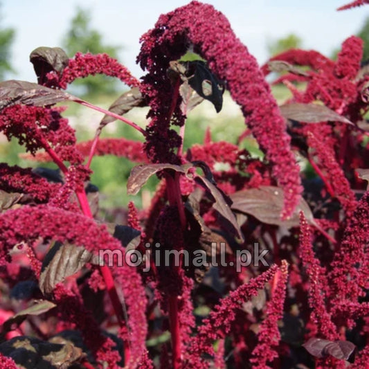 Amaranthus Tricolor – 150+ Seeds (SUMMER)