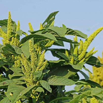 Amaranthus (Viridis) – 150+ Seeds