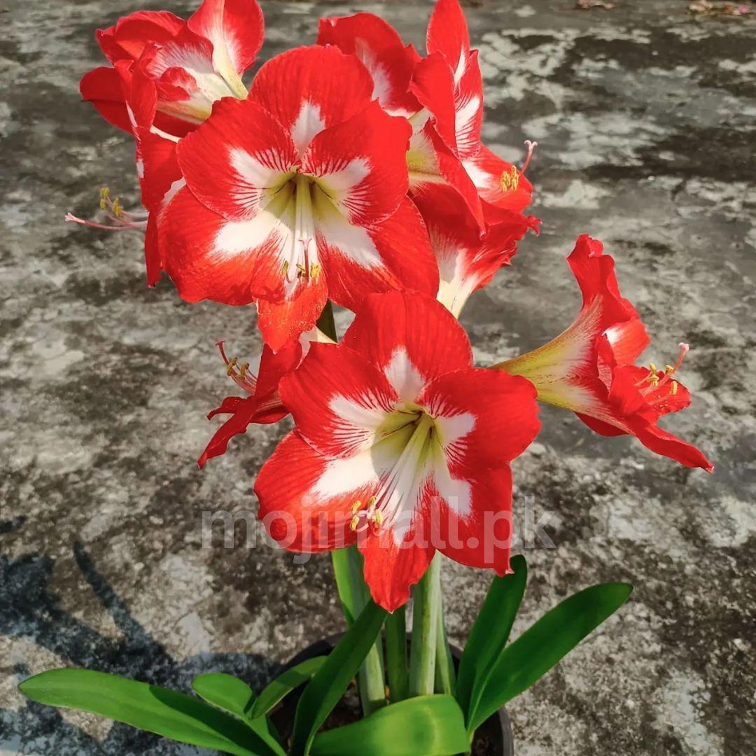 Amaryllis (گلِ عروسہ ) Flower Bulbs