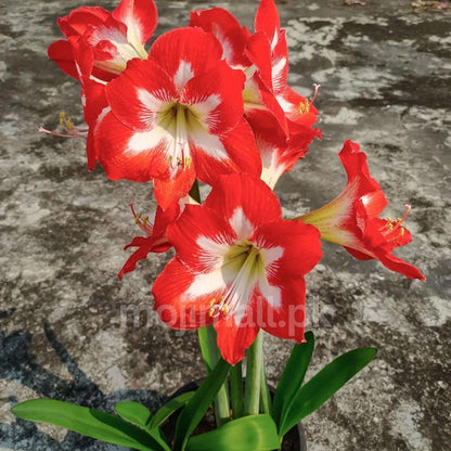 Amaryllis (گلِ عروسہ ) Flower Bulbs