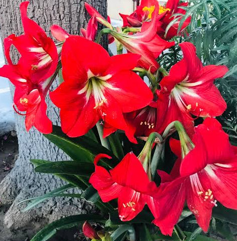 Amaryllis (گلِ عروسہ ) Flower Bulbs