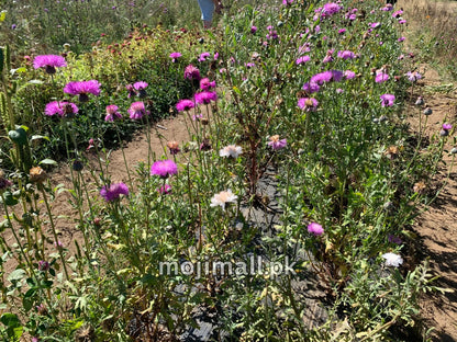 Sweet Sultan (Mix) – Seeds