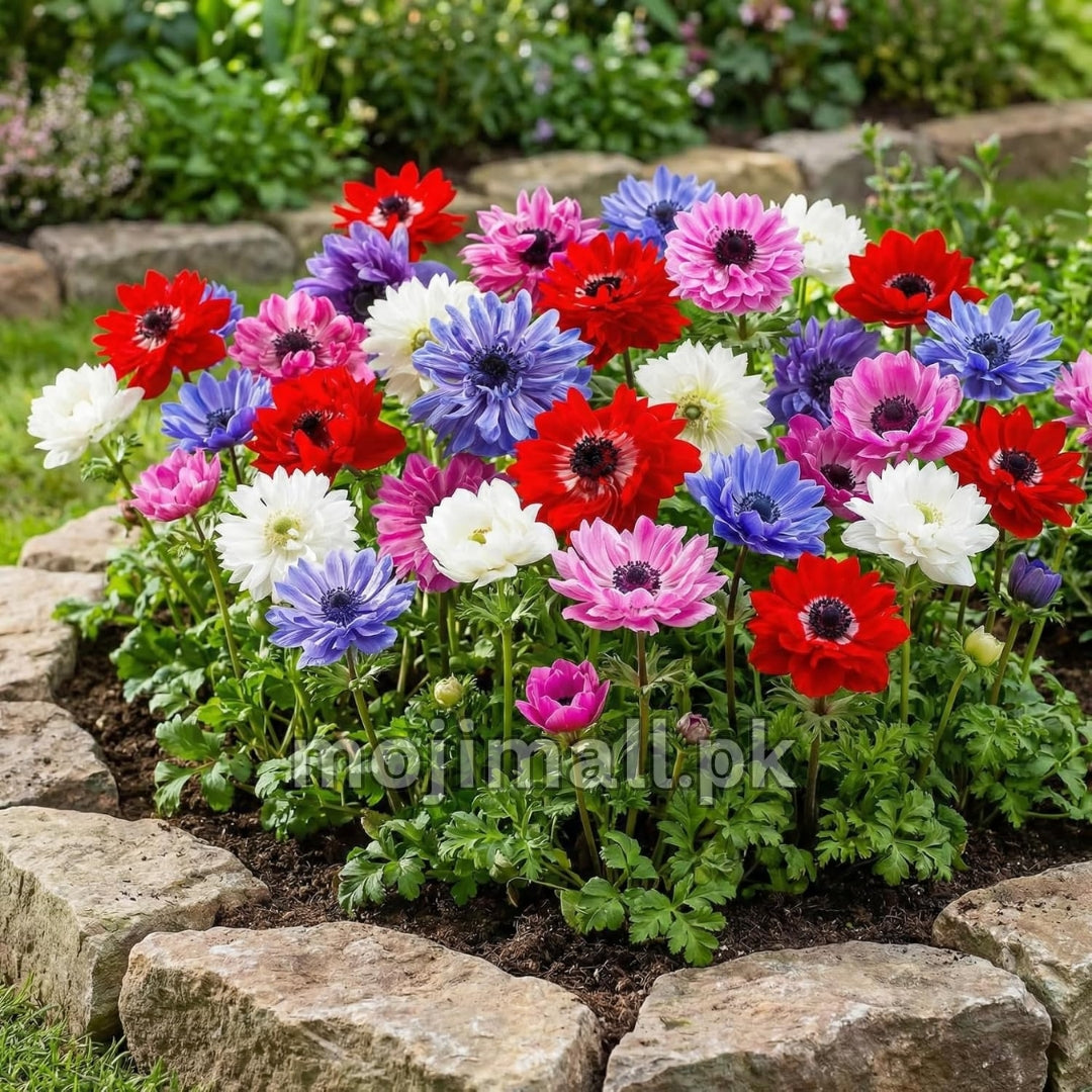 Anemone Mix – 15 Seeds