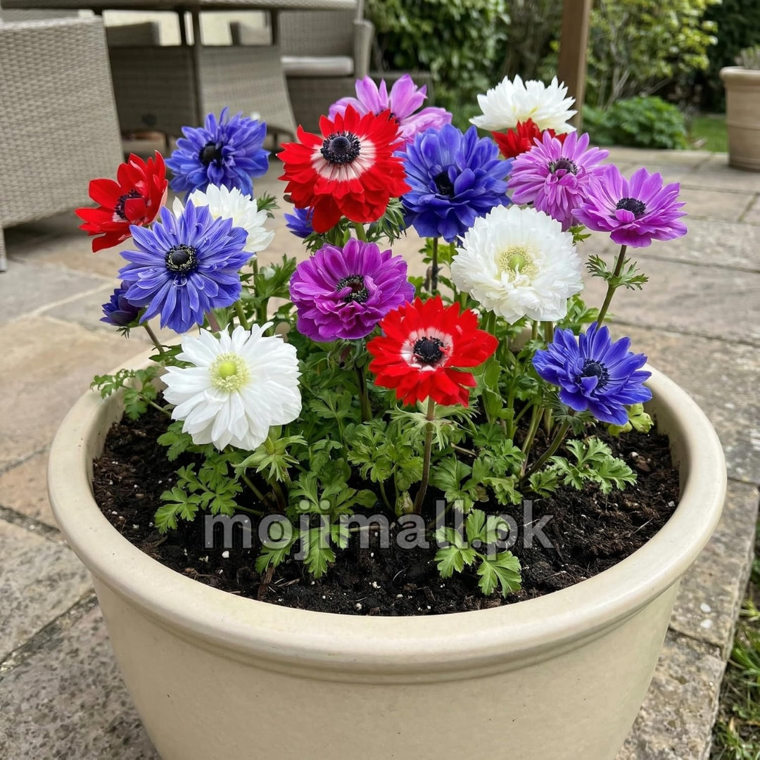 Anemone Mix – 15 Seeds
