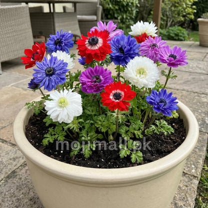 Anemone Mix – 15 Seeds