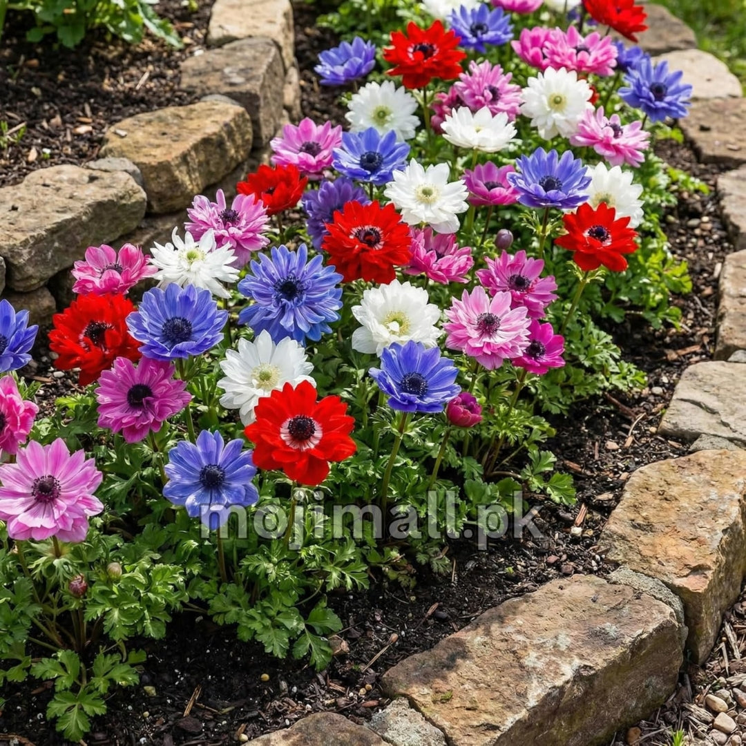 Anemone Mix – 15 Seeds