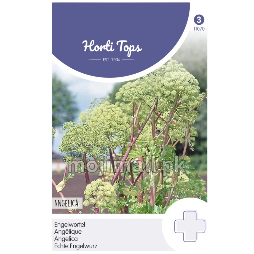 Angelica Herb – Horti tops Seeds (Imported - Limited Stock)