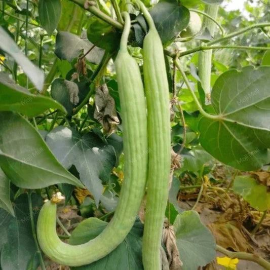 A long, slender green cucumber (Kakri) growing on a vine with green leaves in the background.