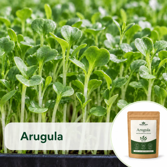Arugula (Rocket Lettuce): Microgreens Seeds