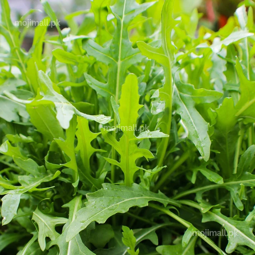 Rocket lettuce with fresh green leaves ready for salads, grown from premium seeds in Pakistan by Moji Mall.