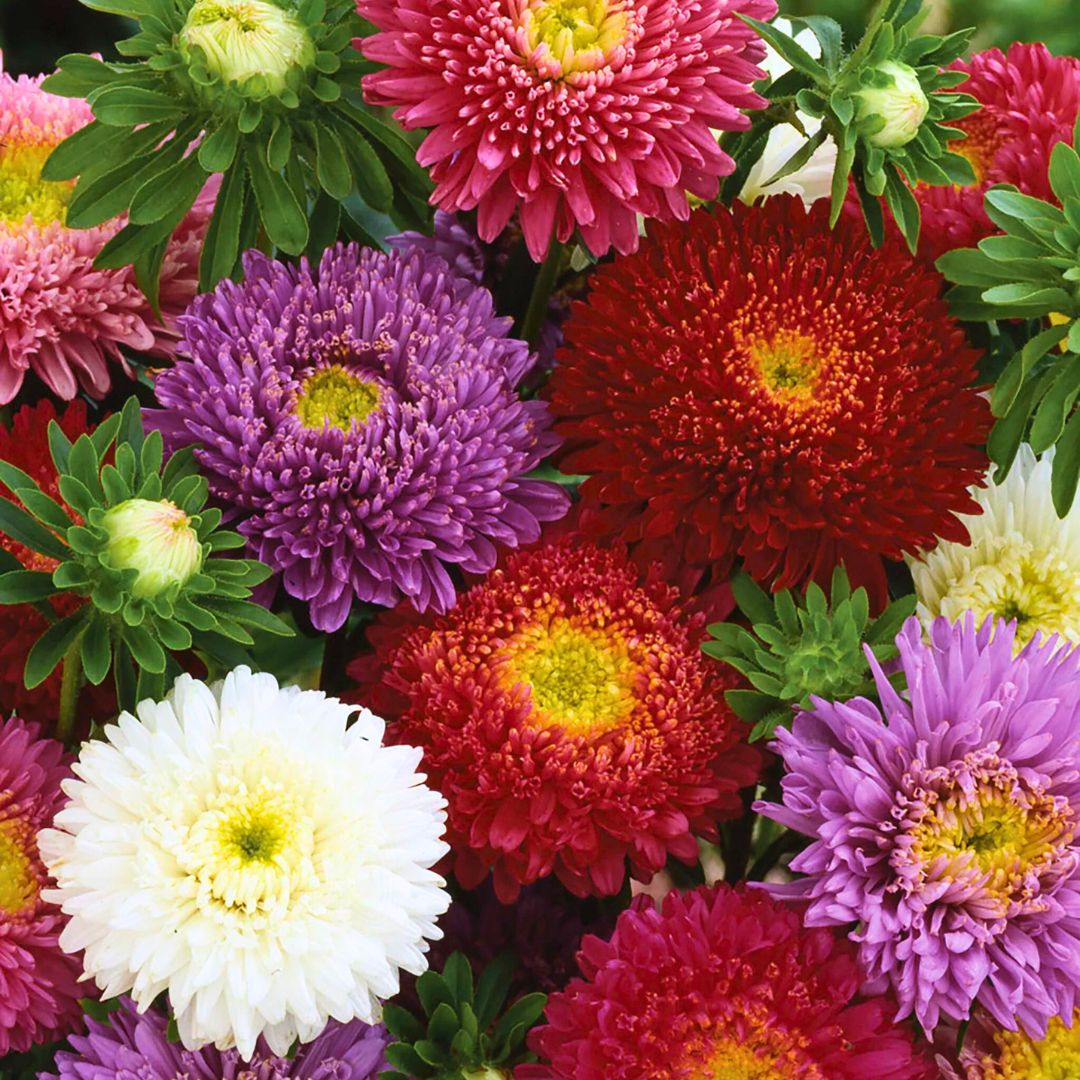 Aster chinensis Princess – 30+ Seeds