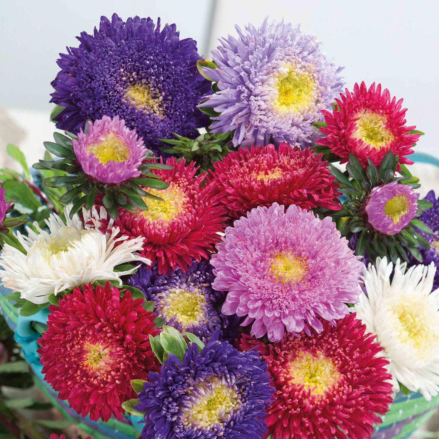 Aster chinensis Princess – 30+ Seeds