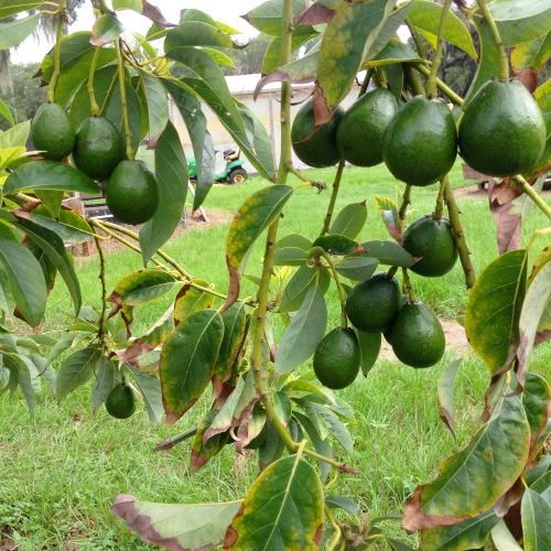 Avocado Plants Fertilizer