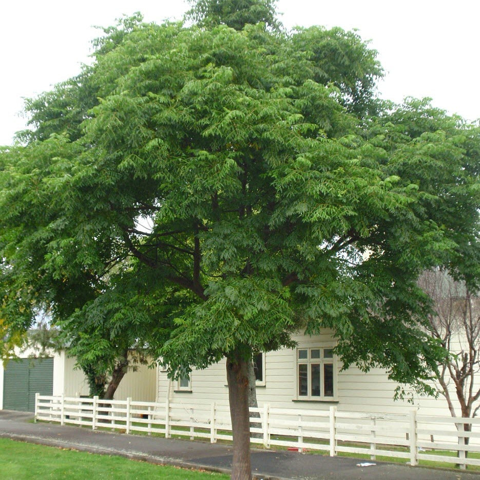 Bakain seeds for growing a shady shade tree as an alternative to neem seeds moji mall pakistan