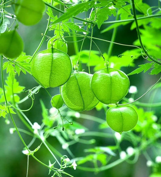 Balloon Vine Seeds