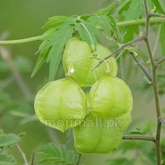 Balloon Vine (Cardiospermum halicacabum), also called Love in a Puff, producing inflated green balloon-shaped seed pods and delicate white flowers on a climbing vine in Pakistan by Moji Mall.