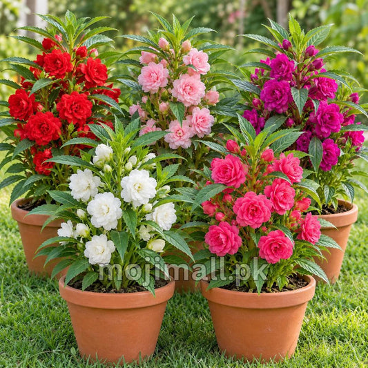 Balsam Bush (Double Mix) – 35+ Seeds (SUMMER)